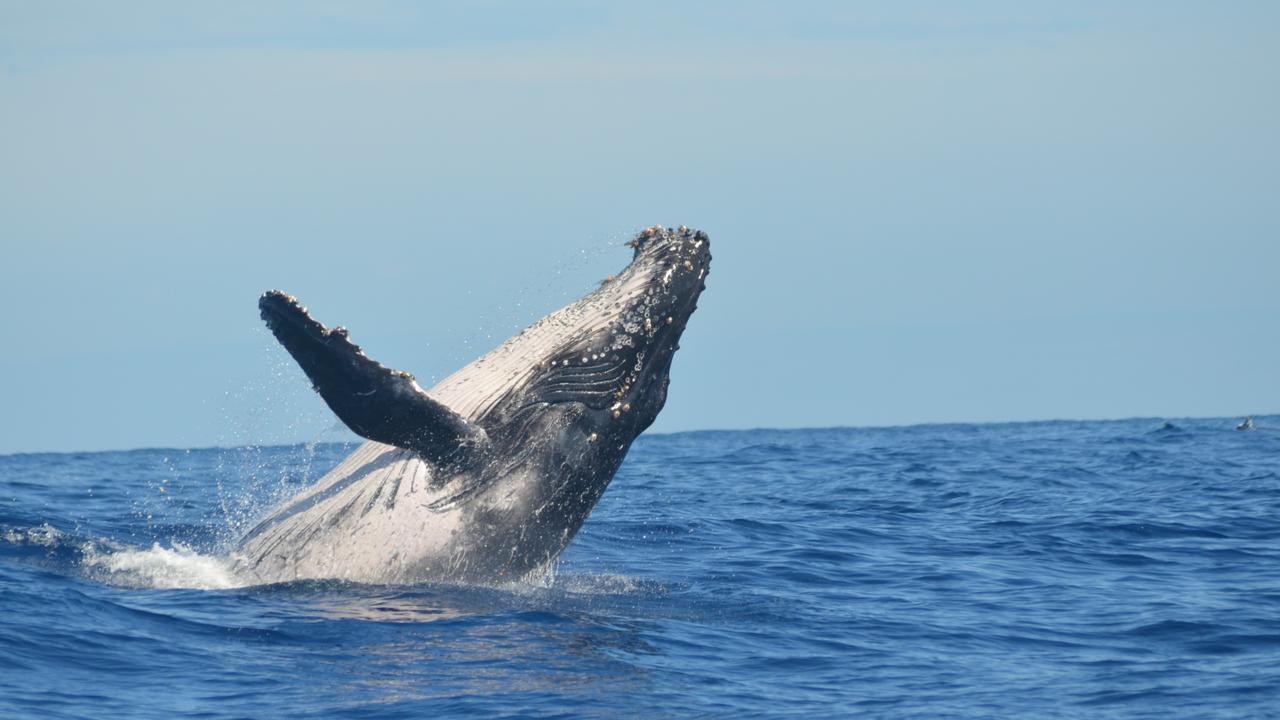 Tour Isla de la plata + Observación de ballenas